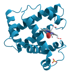 Myoglobin