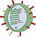 Virion eines Influenzavirus