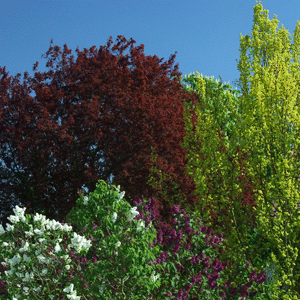 Foliage polarizing filter max.gif