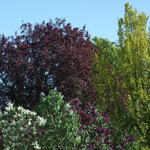 Foliage polarizing filter min.gif