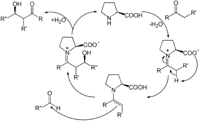 Mechanismus der organokatalytischen Aldolreaktion