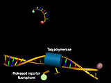 Struktur von Hydrolysesonden vor (oben) und nach Hybridisierung mit der Ziel-DNA und Abspaltung des 5'-Terminus unter Zunahme der Donorfluoreszenz (grün)