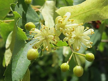 20140606Tilia cordata5.jpg