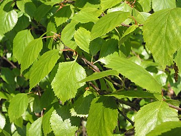 Betula pubescens.JPG